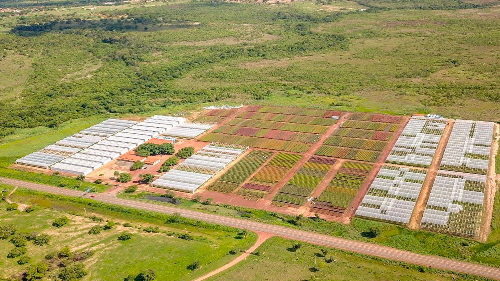 Marka Florestal - Carolina (Matriz)