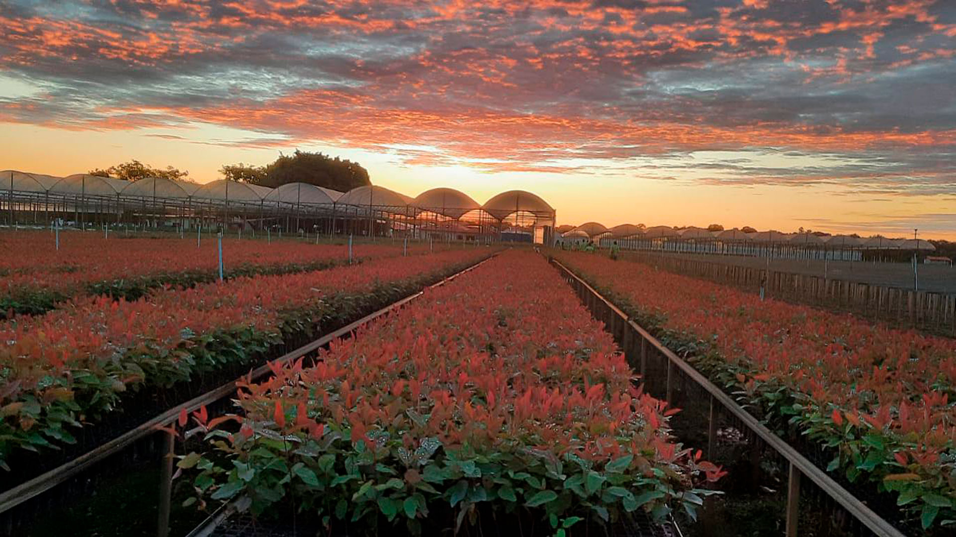 Viveiro Alambari - SP