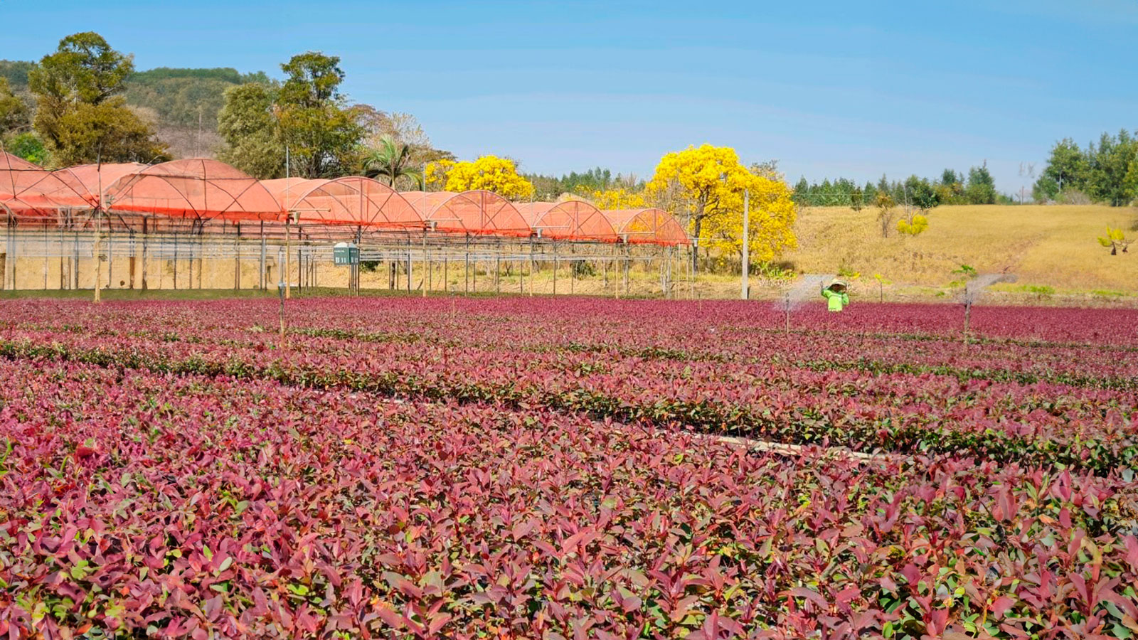Marka Florestal - Ibaté (Filial)